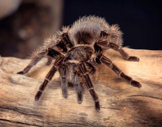 Obrázek z Magnet 3D 7x9cm - tarantule (25) 